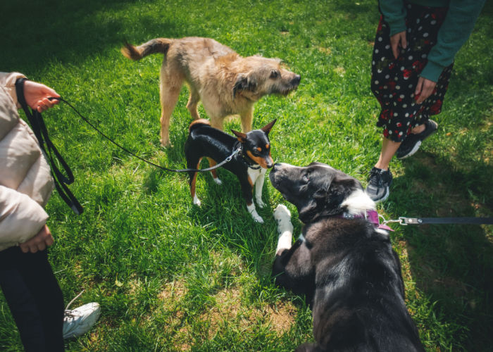 mistakes dog owners make bringing dogs that lack greeting skills