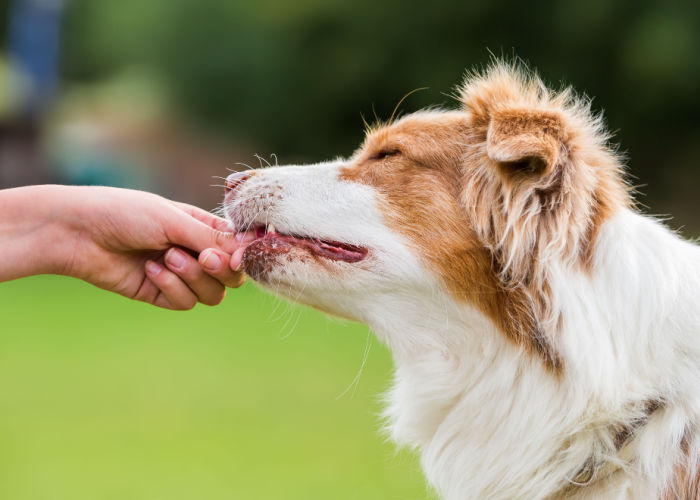 mistakes dog owners make giving food or treats to other dogs