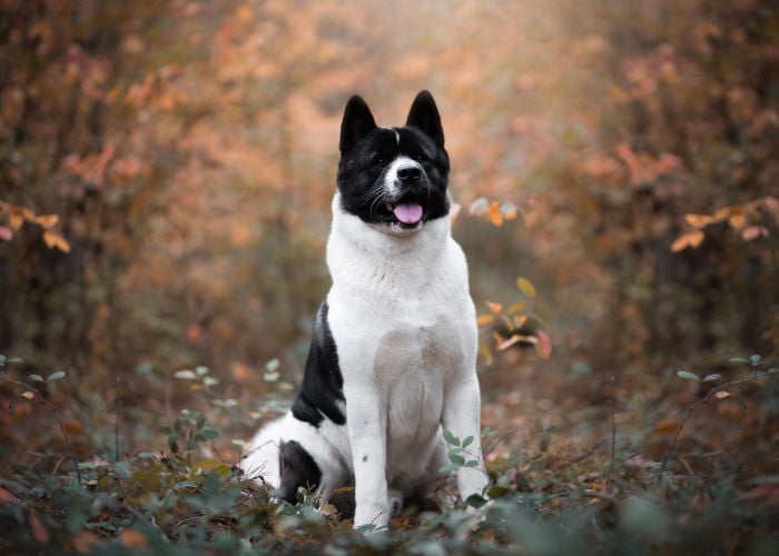 mixed akita breed price