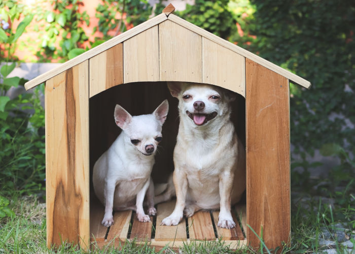 most popular chihuahua mix breeds