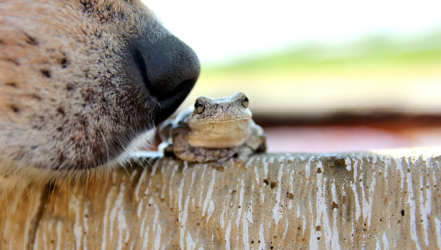 my dog ate a frog