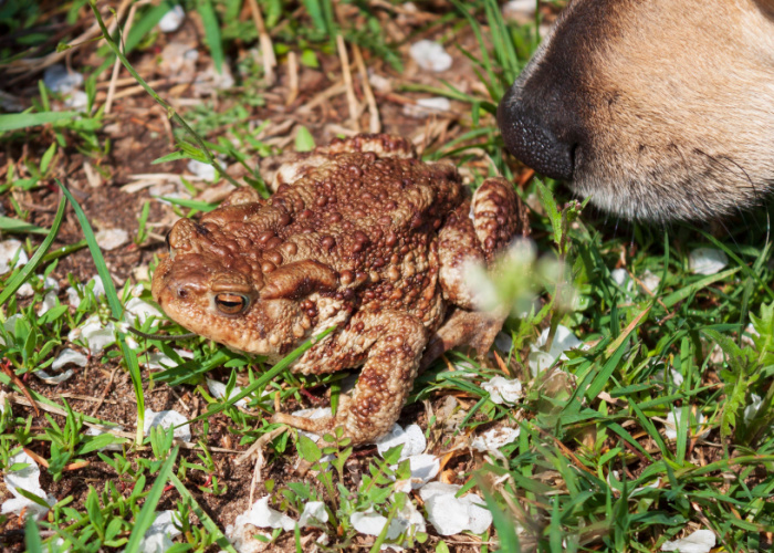 my dog ate a frog what do i do