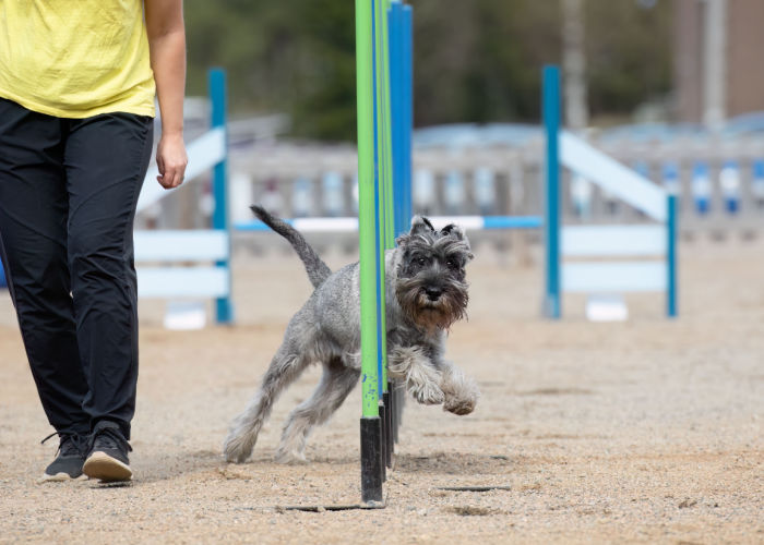 obstacle course in agility dog parks