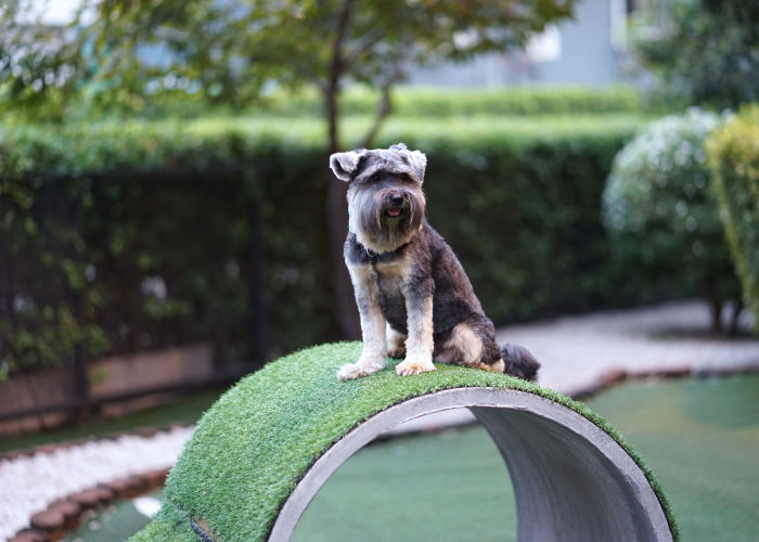 popular indoor dog parks in the US