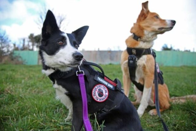 real life dog detectives help find lost and stolen dogs reunite with their owners