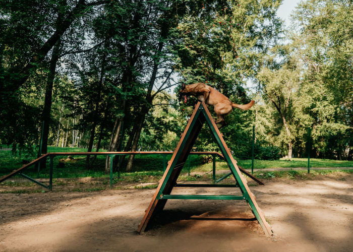 safe indoor dog parks in the US