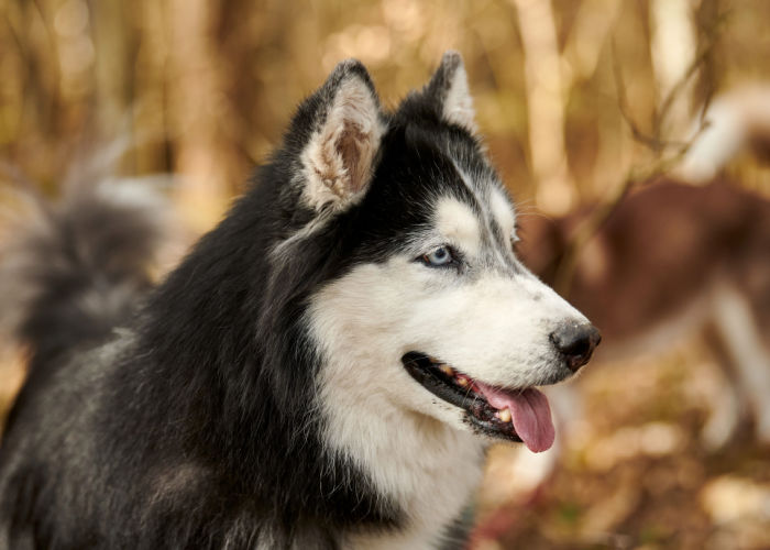 siberian husky dog breed