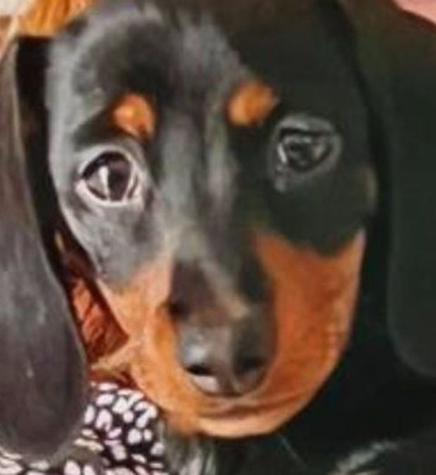 stolen dachshund puppy Dotty