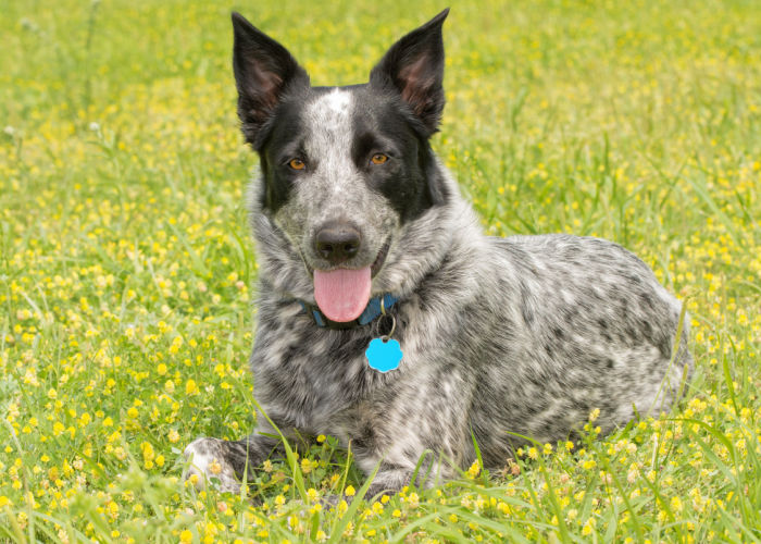 texas cattle dog