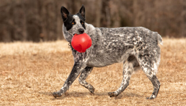 texas heeler dog profile