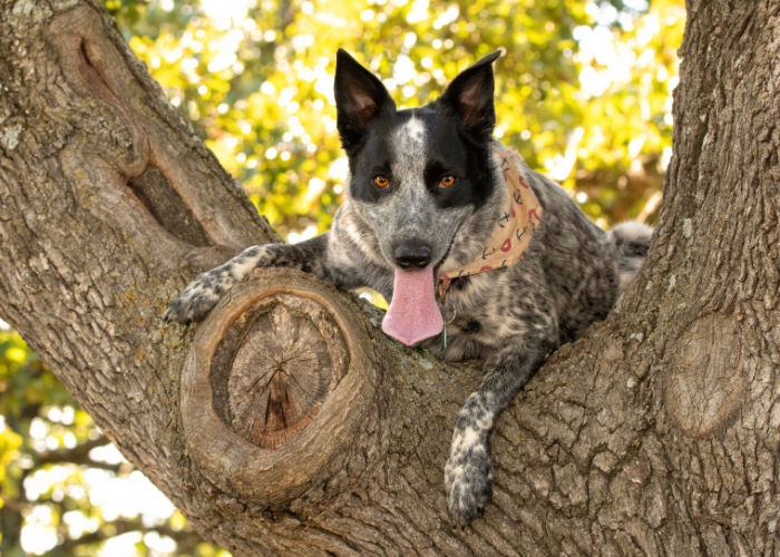 texas heeler dog