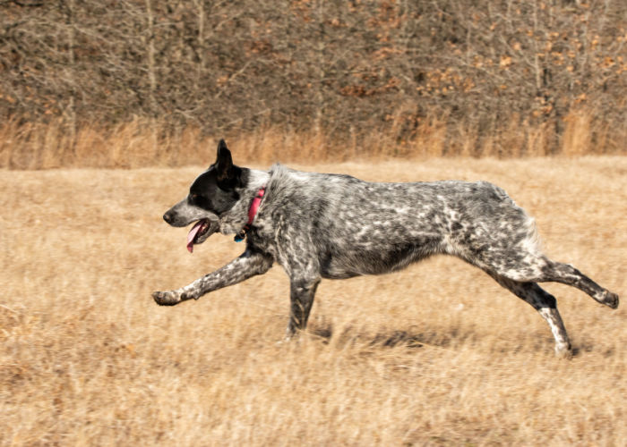 texas heeler exercise