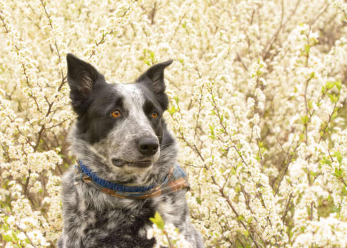 texas heeler mix