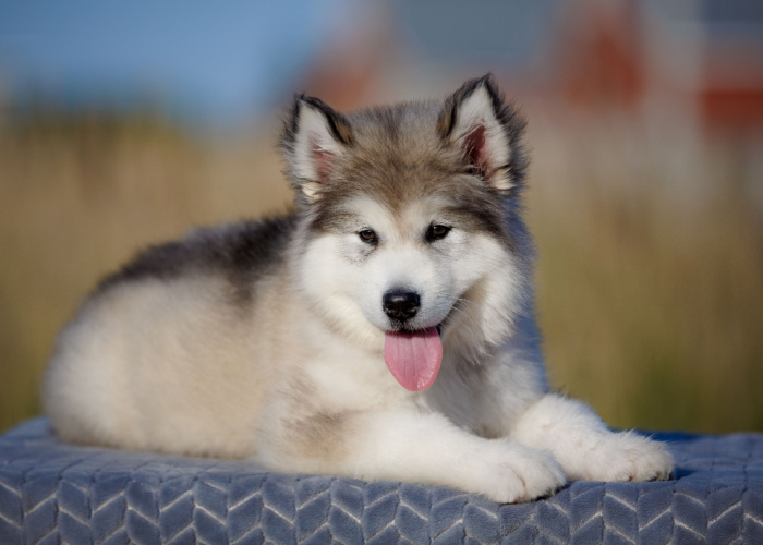 Adorable Alaskan Malamute Puppy