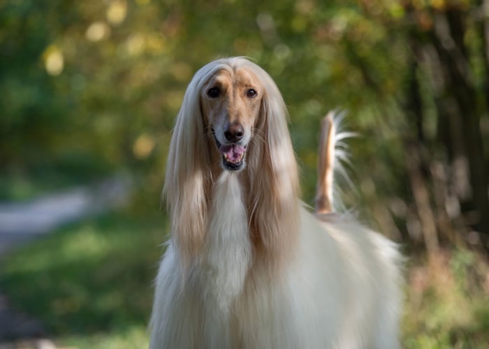 Afghan Hound Front Profile 