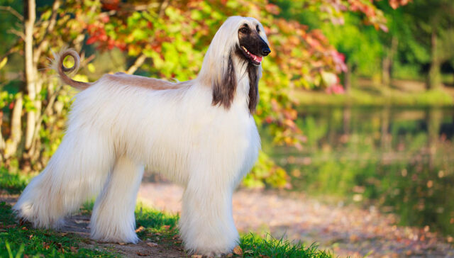 Afghan Hound Price Featured Image