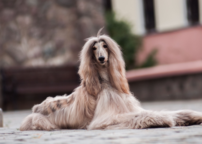 Afghan Hound Price