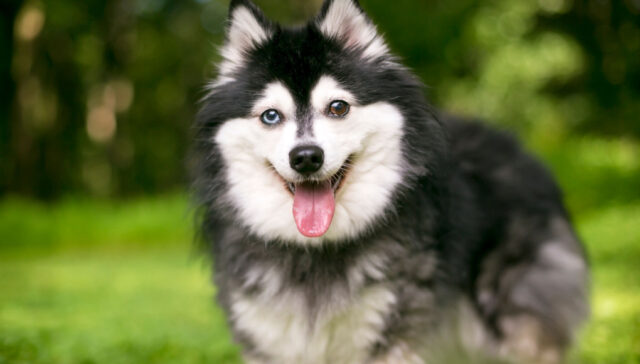 Alaskan Klee Kai breed price