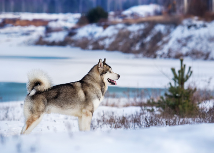 Alaskan Malamute Breed Price