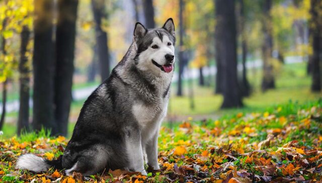 Alaskan Malamute Price Featured Image