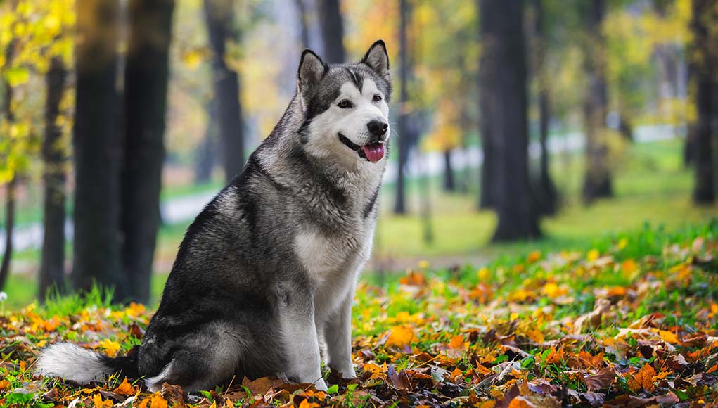 Alaskan Malamute Price Featured Image