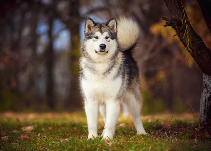 Alaskan Malamute Price