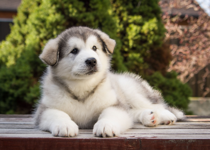 Alaskan Malamute Puppy Price