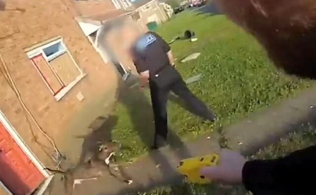 American Bully XL dogs attack Yorkshire Police Officer