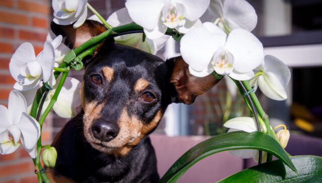 Are orchids safe for dogs