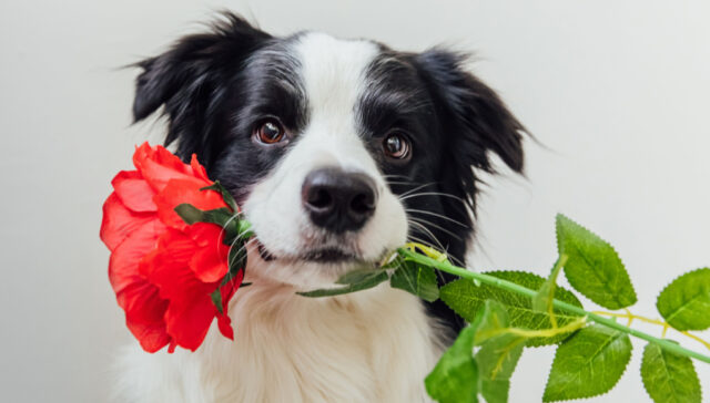 Are roses toxic to dogs