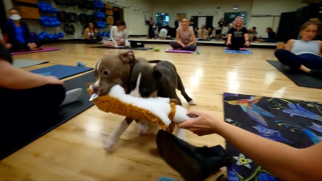 Puppy Yoga Sessions Image by: Video Journalist Dan Ayers BBC