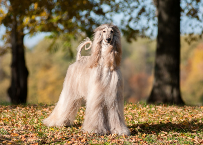 Afghan Hound, one of the most expensive breeds