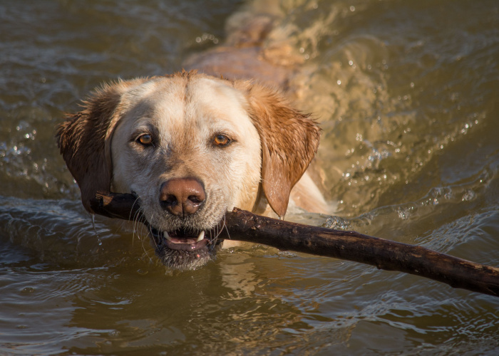 Best Dog Parks in Nebraska