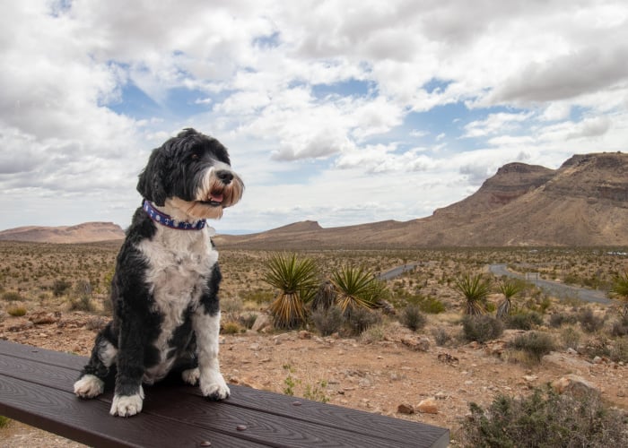 Best Dog Parks in Nevada