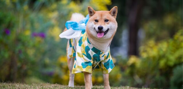 Best Japanese Dog Breeds Featured Image