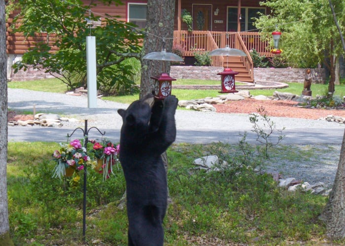 Black bear standing to eat from a bird feeder in Hawley the Poconos Pennsylvania