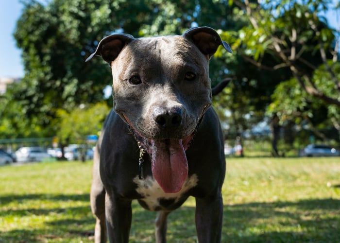 Blue Nose Pitbull Closeup