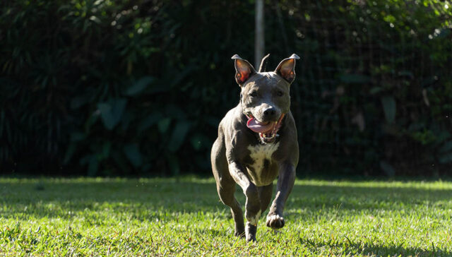 Blue Nose Pitbull Dog breed Profile Featured Image