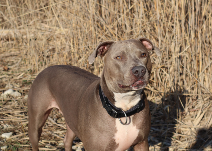 Blue Nose Pitbull Dog breed