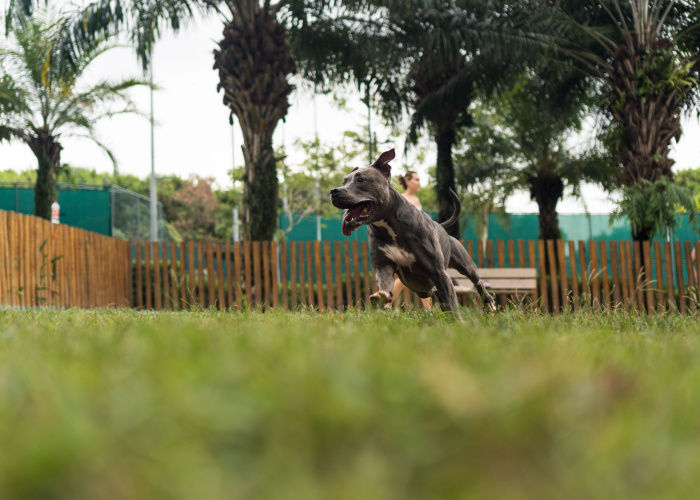 Blue Nose Pitbull Running