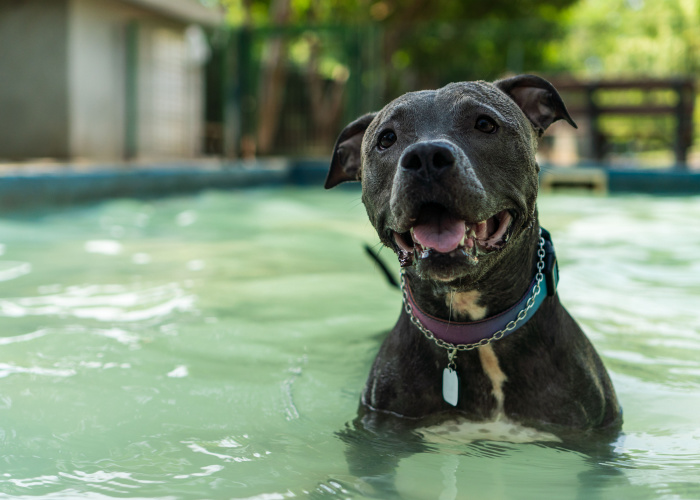 Blue Nose Pitbull Swimming