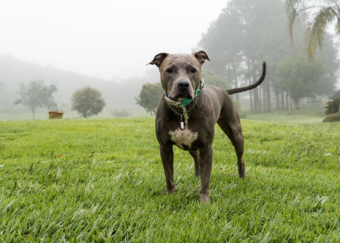 Blue Nose Pitbull in a Farm