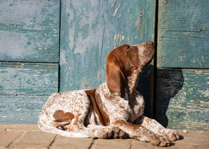 Bracco Italiano dog with spot