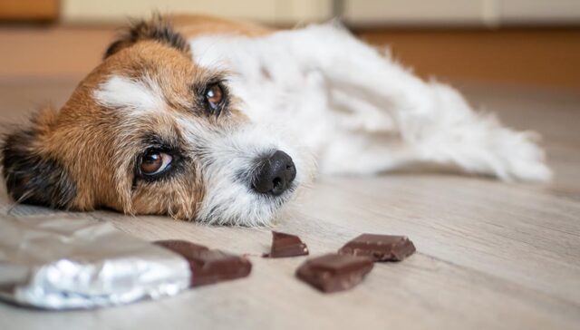 can dogs eat chocolate