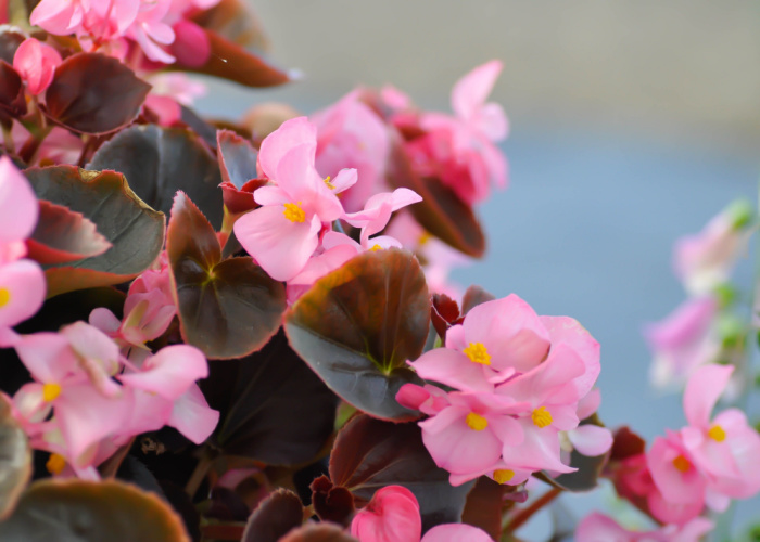 Can dogs be allergic to begonias