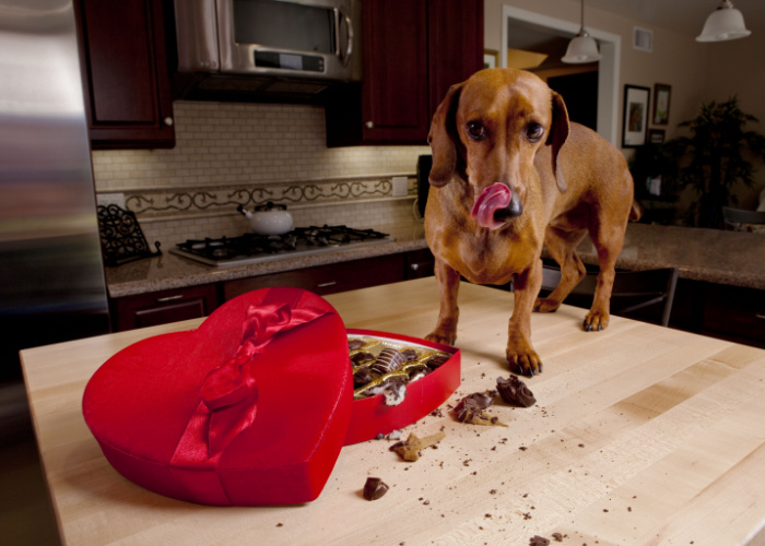 Chocolate Poisoning in Dogs