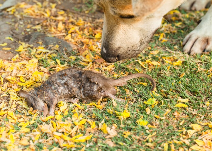 Dog Ate A Rat