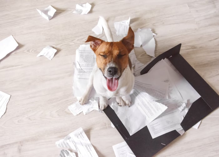 Dog Ate Paper because of Boredom