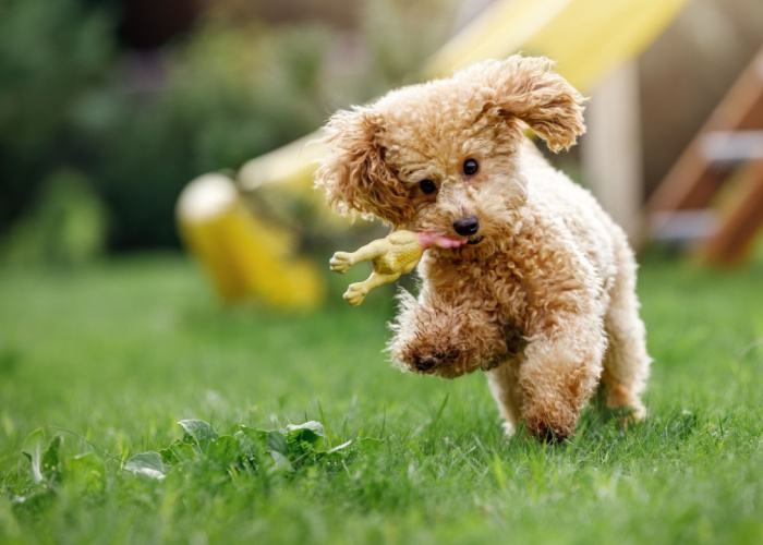 Dog Biting a Rubber Toy While Running