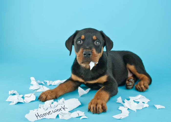 Dog Eating Paper Homework